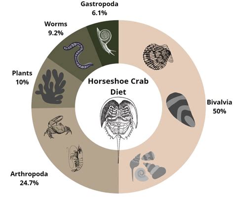 Tinkercd Crab Diet