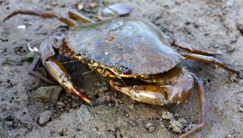 Tinkercd Crab Habitat Destruction