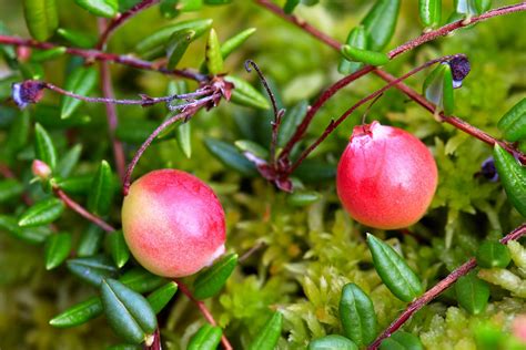 A bag of fresh cranberries