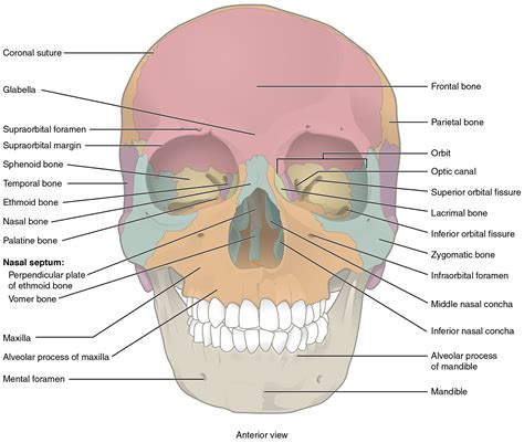 A close-up view of the cranium, highlighting its structure and function