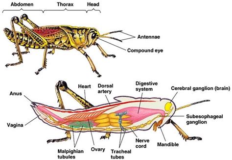 Cricket brain