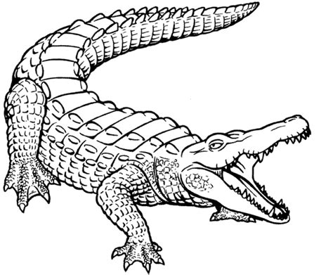 Crocodile Coloring Pages Printable