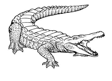 Crocodile Coloring Pages