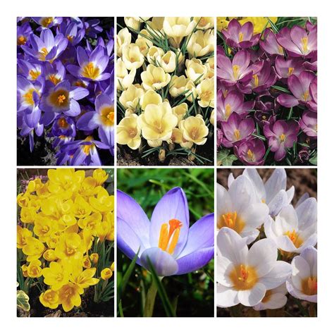 Crocus Christmas Flower Bulbs