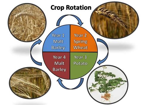 Crop Rotation Patterns