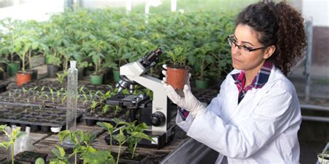 Crop scientist conducting research in lab