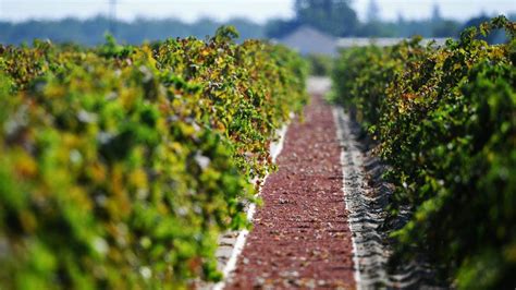 Crop selection guidance for Fresno farmers