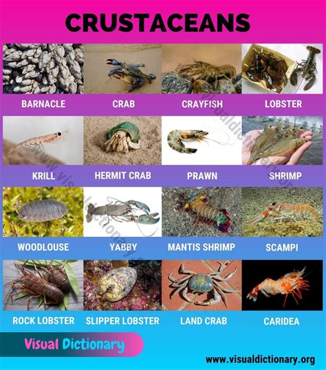 Crustacean Example