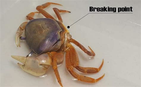 Crustacean shell molting