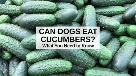 Cucumbers for dogs