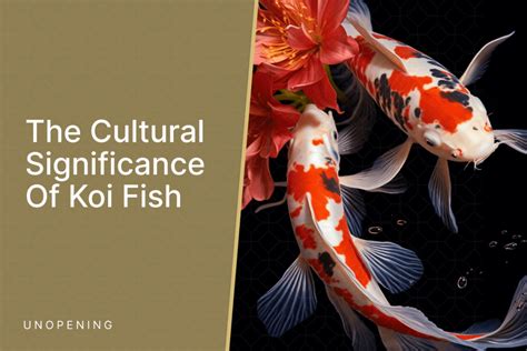 Cultural significance of koi fish