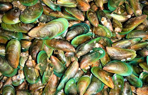 Cultural and Historical Significance of Mussels