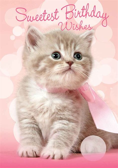 Cute Cats Birthday Card