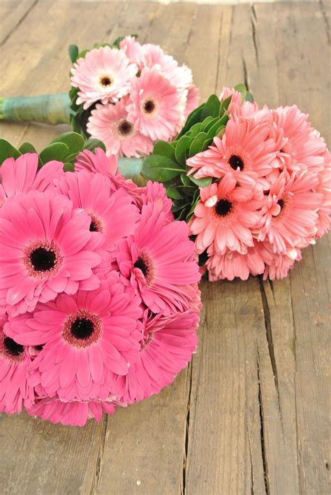 Cute Gerbera Daisies