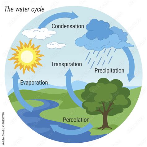 Cycles of Nature and Yin Yang Dragons