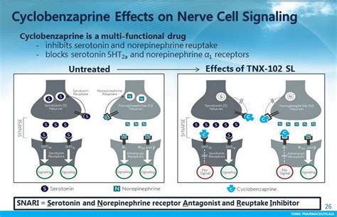 Cyclobenzaprine Mechanism of Action