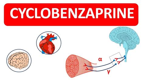 Cyclobenzaprine Muscle Relaxant