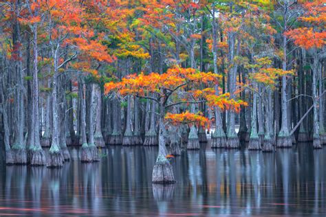 Cypress Trees in the Great Dismal Swamp