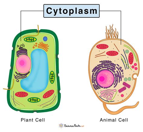 Cytoplasmic Structure