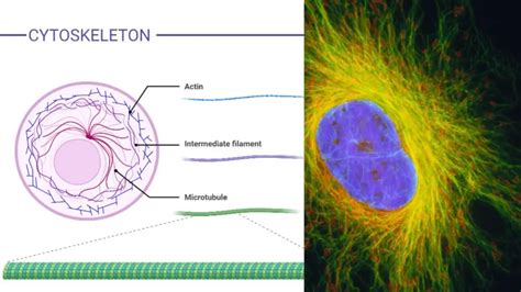 Cytoskeleton