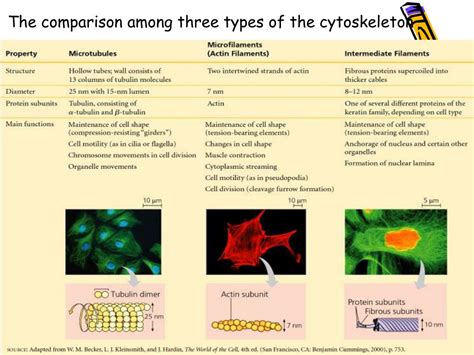 Cytoskeleton types