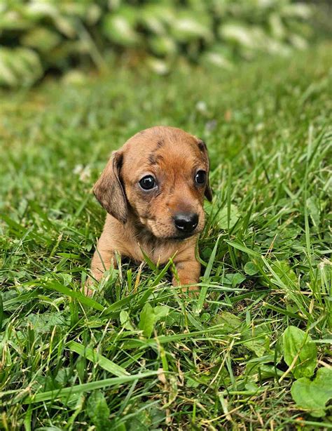 A dachshund in a park