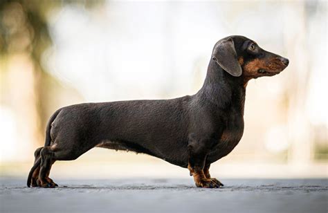 A dachshund puppy