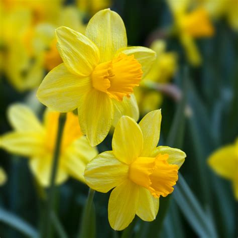 A daffodil in bloom