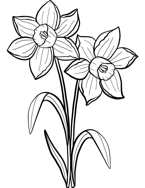 Daffodil coloring page for kids