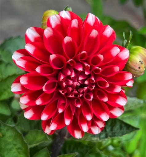 Dahlia Delight Embroidery Pattern