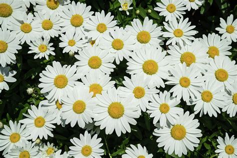 Dainty Daisies