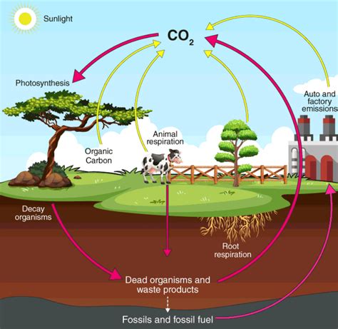 Decomposers and carbon cycle