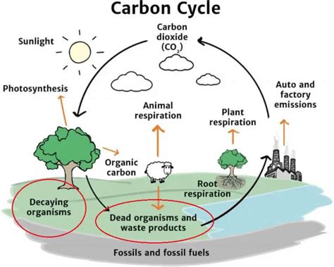 Decomposers and ecosystem services