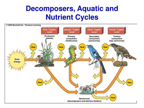 Decomposers and nutrient cycling