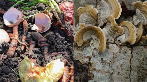 Decomposers and soil fertility