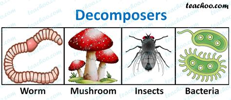 Decomposers in action