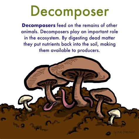 Decomposers in nutrient cycling