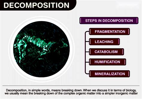 The decomposition process in the savanna ecosystem