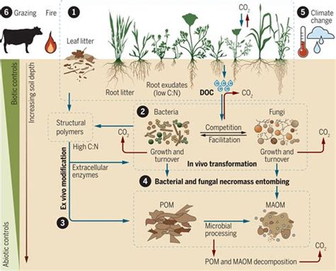 Decomposition Process in Temperate Grasslands