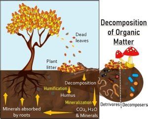 Decomposition Process