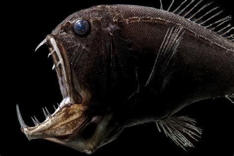 Deep Sea Fish