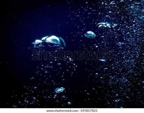 Deep-sea life image 9