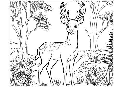 Deer Coloring Page