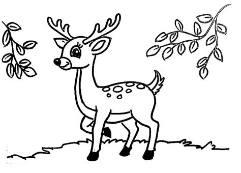 Deer coloring pages for kids