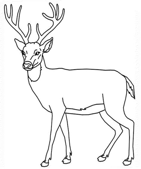 Deer coloring page with sunset