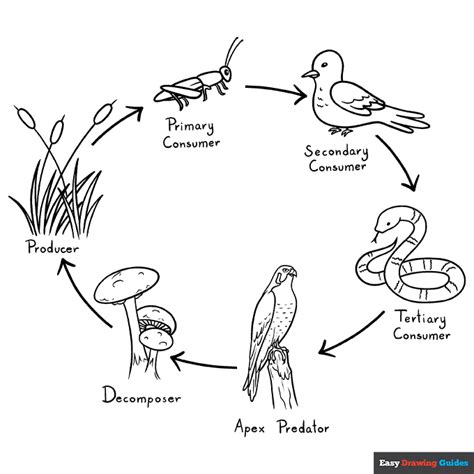 Deer Food Chain Coloring Page