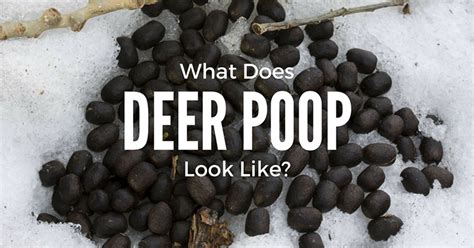 Deer scat characteristics