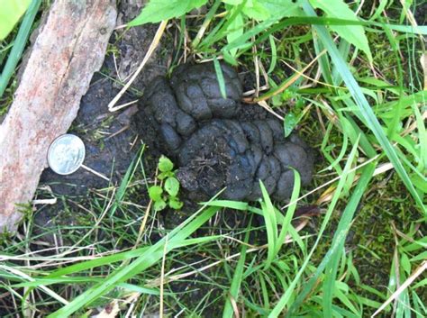 Deer scat in different environments