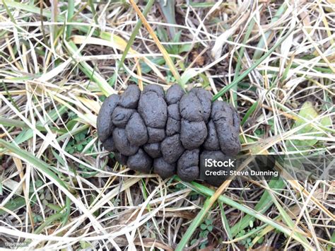 Deer scat in field