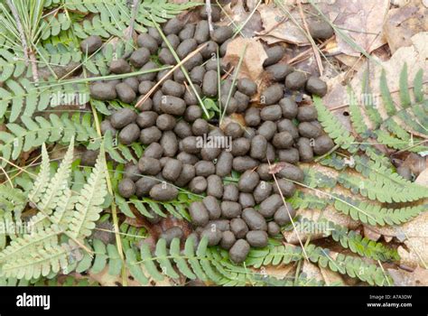 Deer scat in forest